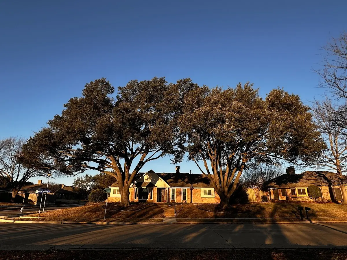 Established residential canopy tree shading a home in Mount Perry